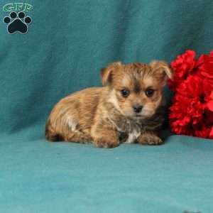 Xander, Morkie / Yorktese Puppy